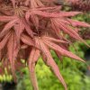 Acer palmatum 'Olsen Frosted Strawberry' - javor dlanitolistý