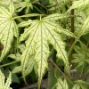 Acer palmatum 'Peaches and Cream' - javor dlanitolistý