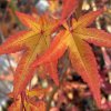 Acer palmatum 'Shin nyo' - javor dlanitolistý