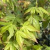 Acer palmatum 'Shin nyo' - javor dlanitolistý