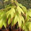 Acer palmatum 'Tsuma gaki' - javor dlanitolistý