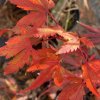 Acer palmatum 'Ushi no tsume' - javor dlanitolistý
