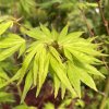 Acer palmatum 'Ushi no tsume' - javor dlanitolistý