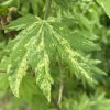 Acer sieboldianum 'Kumoi nishiki' - javor Sieboldův