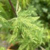 Acer sieboldianum 'Kumoi nishiki' - javor Sieboldův