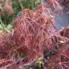 Acer palmatum 'Beni kumo nosu' - javor dlanitolistý