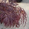 Acer palmatum 'Beni kumo nosu' - javor dlanitolistý