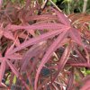 Acer palmatum 'Beni otake' - javor dlanitolistý