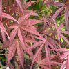 Acer palmatum 'Beni otake' - javor dlanitolistý