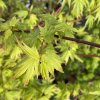 Acer palmatum 'Berry broom' - javor dlanitolistý