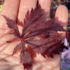 Acer palmatum 'Black Lace' - javor dlanitolistý