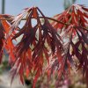 Acer palmatum 'Black Swan' - javor dlanitolistý