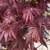 Acer palmatum 'Carlis Cornel Broom' - javor dlanitolistý