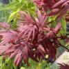 Acer palmatum 'Carlis Cornel Broom' - javor dlanitolistý