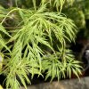 Acer palmatum 'Germains Gyration' - javor dlanitolistý