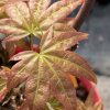 Acer palmatum 'Chischio' - javor dlanitolistý