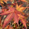 Acer palmatum 'Ogi nagashi' - javor dlanitolistý