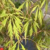 Acer palmatum 'Spring Delight' - javor dlanitolistý