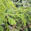 Acer japonicum 'Ao-jutan' - javor japonský