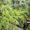 Acer japonicum 'Ao-jutan' - javor japonský