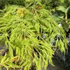 Acer japonicum 'Fairy Light' - javor japonský