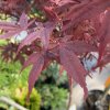 Acer palmatum 'Hime Shojo' - javor dlanitolistý