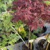 Acer palmatum 'Hime Shojo' - javor dlanitolistý