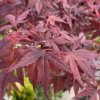 Acer palmatum 'Hime Shojo' - javor dlanitolistý