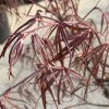 Acer palmatum 'Red Spider' - javor dlanitolistý