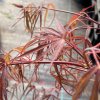 Acer palmatum 'Red Spider' - javor dlanitolistý