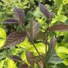 Ulmus glabra 'Purpurea' - jilm drsný