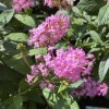 Buddleja davidii 'Little Pink' ® - komule Davidova