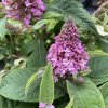 Buddleja davidii 'Little Pink' ® - komule Davidova