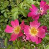Rosa 'Pink Drift'® - růže půdopokryvná