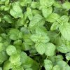 Mentha gracilis 'Ginger' - máta zázvorová