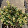 Abies balsamea 'WB2' - jedle balsámova