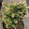 Abies balsamea 'WB2' - jedle balsámova