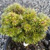 Abies koreana 'Kohout Mini' - jedle korejská
