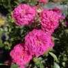 Rosa 'Purple Rain' - růže půdopokryvná