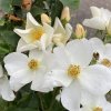 Rosa 'Kew Gardens' - růže sadová