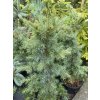 Tsuga mertensiana 'Glauca' - jedlovec Mertensův