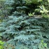 Tsuga mertensiana 'Glauca' - jedlovec Mertensův