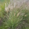 Miscanthus sinensis 'Gracillimus Nana' - ozdobnice, čínský rákos