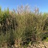 Miscanthus sinensis 'Flamingo' - ozdobnice, čínský rákos