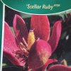 Magnolia 'Stellar Ruby' - šácholan