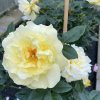 Rosa 'Goldregen' - růže PNOUCÍ