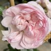 Rosa 'Sweet Laguna' - růže PNOUCÍ