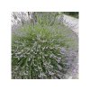 Lavandula × intermedia 'Grosso' - levandule