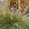 Pennisetum alopecuroides 'Peppa Pig' - dochan / vousatec psárkovitý