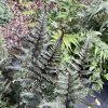 Athyrium niponicum 'Crested Surf' - papratka japonská